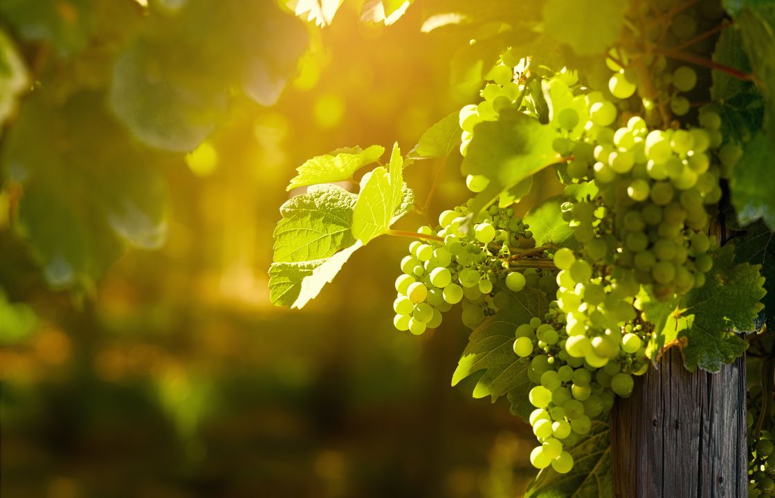 Natura e Vigneti